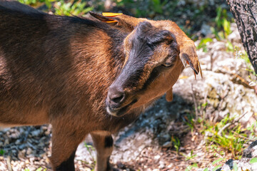 Brown goat grazing on rocky terrain with sunlit fur