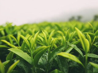 Tea leaf closeup. Tea plantation in China. Fresh young tea leaves harvest