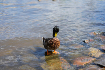 duck on the lake
