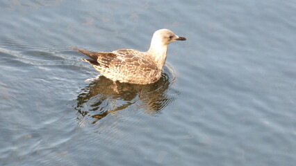 seagull on the water in the lake, closeup photo