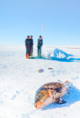 People catch fish from under the ice of the Cildir Lake in winter - Fishing is a popular activity...