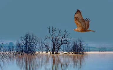 A hawk flying over the lake with birds perched on dry tree branches in the background