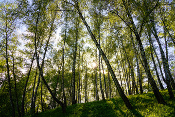 Sunlight filtering through the tall birch trees in a lush green forest, creating a serene and captivating natural landscape for nature enthusiasts.