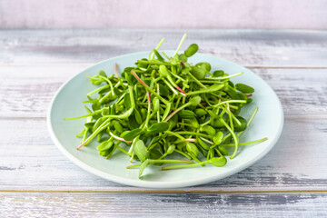 Fresh green sunflower microgreens on a blue plate. Healthy sprout plant ingredient for vegan and...