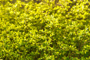 Full frame image of dense lime green shrub with young leaves in late spring or early summer, illuminated by sunlight, for nature and garden design themes.