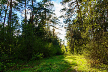 Forest path winding through green trees. Sunlit park landscape. Outdoor escape and natural scenery for relaxation.