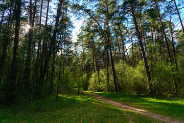 Forest path winding through green trees. Sunlit park landscape. Outdoor escape and natural scenery for relaxation.
