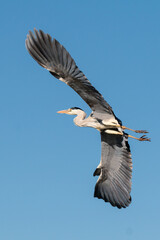 Obraz premium Grey Heron in flight
