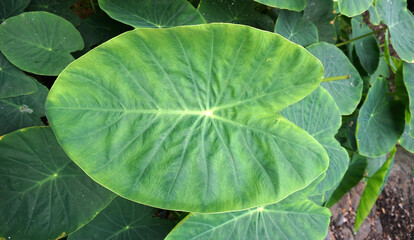 Colocasia esculenta , Elephant ears or Hawaiian punch plant fresh green tropical leaves close up.Taro or kalo edible plants in the garden.Nature background.