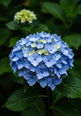 Blue and white hydrangea flowers blooming in a vibrant garden setting