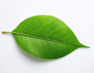 Obraz premium closeup of a vibrant green leaf highlighting its detailed venation against a clean white backdrop