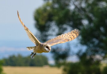 barn owl