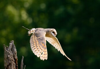 barn owl