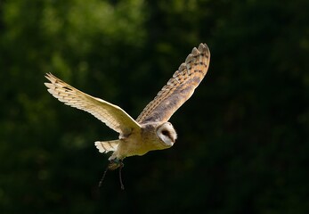 barn owl