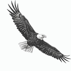 Bald Eagle - Haliaeetus leucocephalus. Majestic eagle sketch perches proudly on wooden branch on white background. Wildlife illustration concept