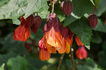 Abutilon. Bella red. Pendulous scarlet flowers.