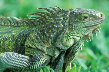 INDONESIA BALI ANIMAL GREEN IGUANA