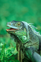 INDONESIA BALI ANIMAL GREEN IGUANA