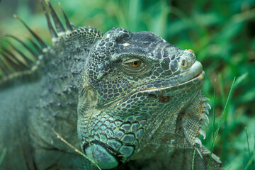 INDONESIA BALI ANIMAL GREEN IGUANA