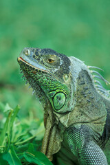 INDONESIA BALI ANIMAL GREEN IGUANA