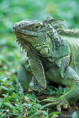 INDONESIA BALI ANIMAL GREEN IGUANA