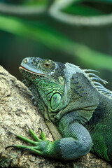 INDONESIA BALI ANIMAL GREEN IGUANA