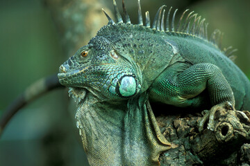 INDONESIA BALI ANIMAL GREEN IGUANA