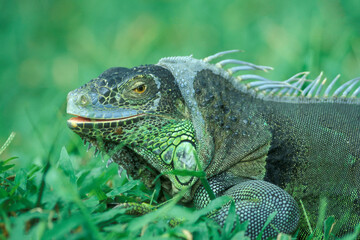 INDONESIA BALI ANIMAL GREEN IGUANA