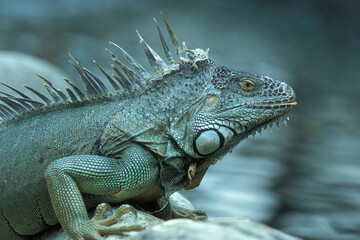 INDONESIA BALI ANIMAL GREEN IGUANA