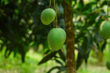 Fresh green mango fruits 