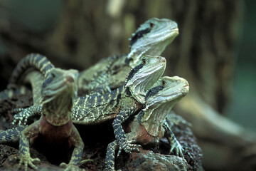 INDONESIA BALI ANIMAL GREEN IGUANA