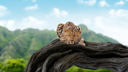 leopard on a tree hunter