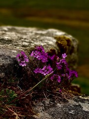 flowers on the rocks