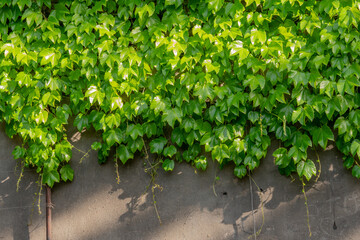 Abstract composition of a wall with lianas. green leaves on a old stone wall