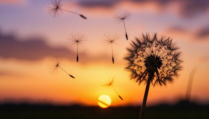 Fototapeta premium Dandelion seeds blowing in the wind at sunset with orange sky 