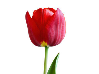 Fototapeta premium Vibrant red tulip with delicate petals and green stem stands against transparency background, showcasing its natural beauty and elegance
