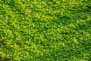 Abstract composition of a wall with lianas. green leaves on a old stone wall