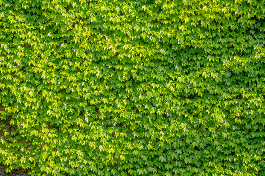 Abstract composition of a wall with lianas. green leaves on a old stone wall - Powered by Adobe