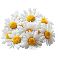 Obraz premium Fresh daisies with white petals and bright yellow centers gathered in a bouquet isolated on transparent background, cutout png