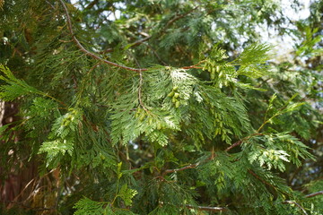 Nahaufnahme einer Weihrauchzeder (Calocedrus decurrens) mit frischen Zapfen im Sommer 