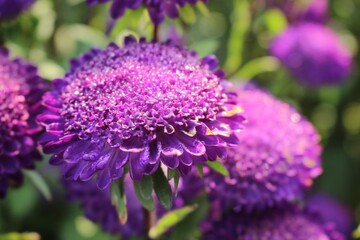 Obraz premium Macro Shot of Violet Aster Flower with Dew Drops on Petals in Soft Natural Light, Close-Up Floral Photography