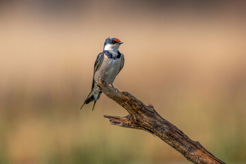 Obraz premium White-throated Swallow