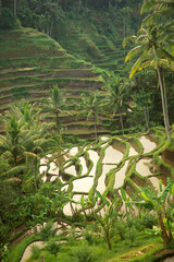 INDONESIA BALI TEGALLALANG RICE TERRACE