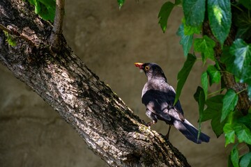 Blackbird with insects in beak perched on tree branch. Great for wildlife education, nature blogs, animal behavior studies, or environmental topics.
