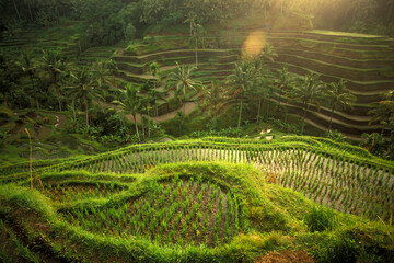 INDONESIA BALI TEGALLALANG RICE TERRACE