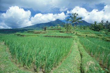 INDONESIA BALI TEGALLALANG RICE TERRACE