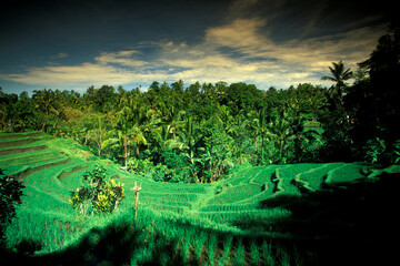 INDONESIA BALI TEGALLALANG RICE TERRACE