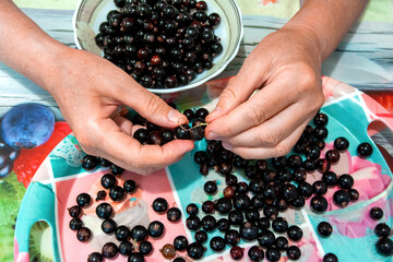Hands cleaning black currants on colorful tray for food preparation at home. 