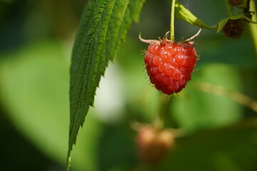 Single ripe raspberry hanging on plant in summer sunlight