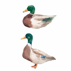 Watercolor ducks set hand drawn mallard birds in standing and swimming poses on white background